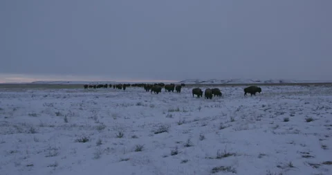 Expansive snowy field with bison grazing in the evening Stock Footage 332441880