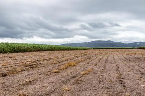 Expansive sugar cane fields under the tropical Queensland sun Stock Photos