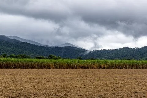 Expansive sugar cane fields under the tropical Queensland sun Stock Photos