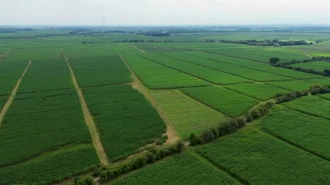 Expansive sugarcane fields in aerial view showcasing vast plantations Stock Footage 307120151
