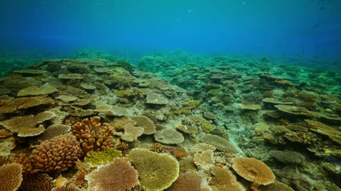 Expansive Table Coral Reef Formations - Underwater Footage - 4K Stock Footage 333754709