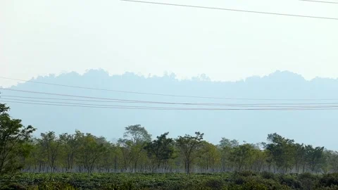 Expansive tea plantation landscape with distant hills and overhead power lines Stock Footage 328823190