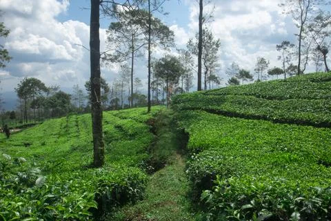 Expansive Tea Plantation Stock Photos