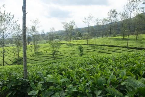 Expansive Tea Plantation Stock Photos