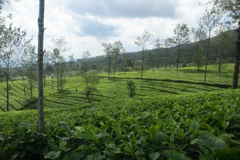 Expansive Tea Plantation Stock Photos