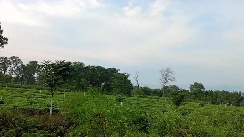 Expansive tea plantation with rows of green bushes and scattered trees Stock Footage 278051999