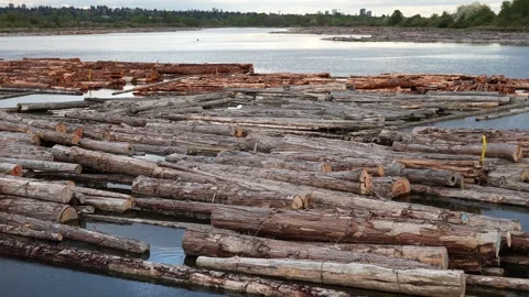 Expansive Timber Log Raft Floating on Peaceful River Stock Footage 274463864