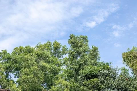 Expansive Tree Canopy Beneath Clear Blue Sky Stock Photos