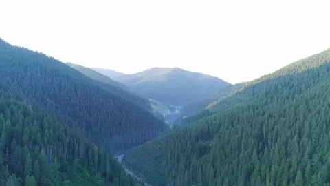 Expansive V-shaped panoramic view of deep spruce pine Stock Footage 328356440