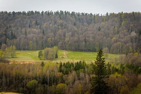 Expansive view of a dense forested hillside in early spring, with trees. Stock Photos