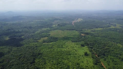 Expansive view of a dense green forest stretching to the horizon on a cloudy day Vídeos de archivo 318965305