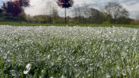 Expansive view of dew-covered grass field with trees in the background Stock Footage 335620572