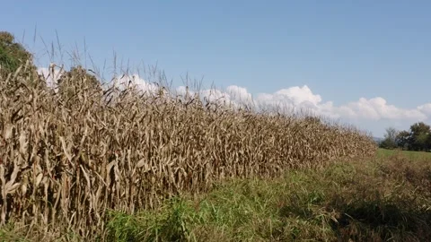 An expansive view of a dry cornfield under a bright blue sky. Видео 285772057