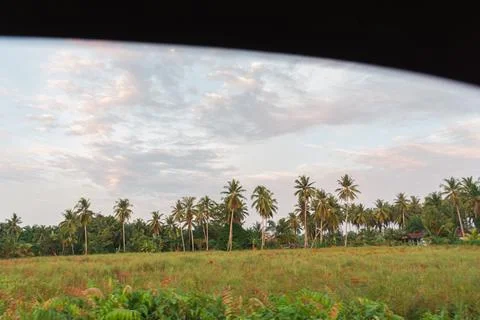 Expansive view of a flat rural field with scattered trees under a soft, col.. Stock Photos