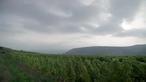 Expansive Vineyard Landscape under Cloudy Sky - Rural Green Rows Stock Footage 313903506