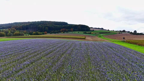 Expansive violet fields stretch under a cloudy sky in a serene countryside Stock Footage 331401442