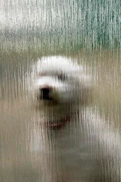 Expectant dog Stock Photos