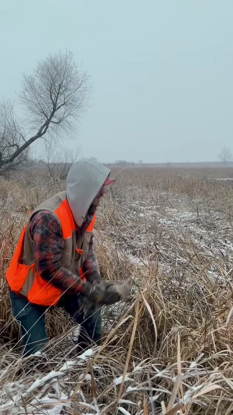 Expecting a Wild Pheasant to Majestically Fly Away (It Was Not Injured), Mitchel Stock Footage 323405065