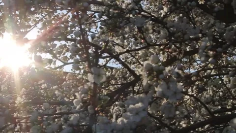 Experience the beauty of spring as sunlight streams through blooming cherry Video stock 292752463