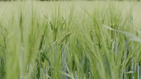 Experience the beauty of wheat fields in full growth under clear sky Stock Footage 321360598