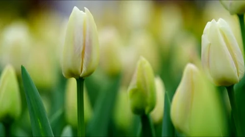 Experience the breathtaking beauty of the Tulip Fields at located in Amsterdam Stock Footage 283390585