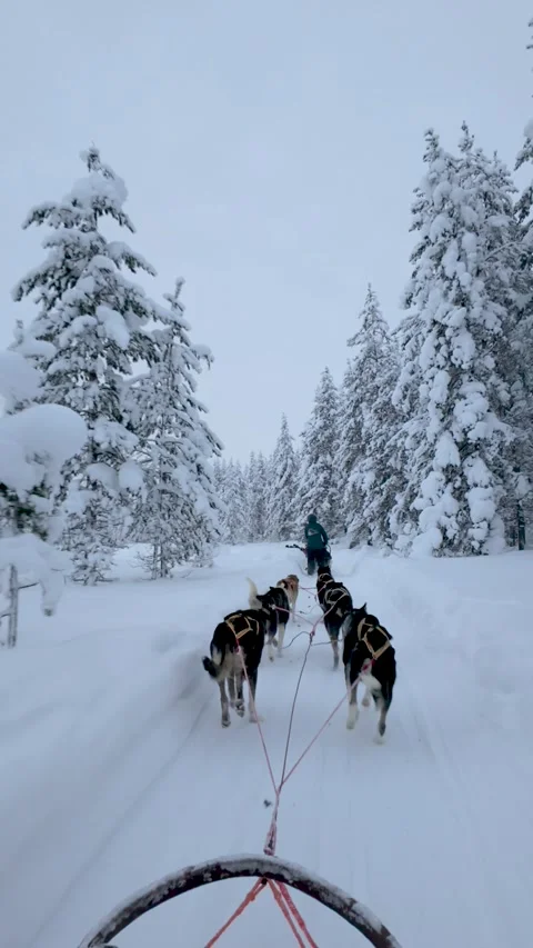 Experience breathtaking dog sledding in Akaslompolo, Lapland, Finland amid 스톡 동영상 337361719