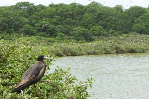 Experience the breathtaking view from Isla La Plata,Ecuador,also known as Bird Stock Photos