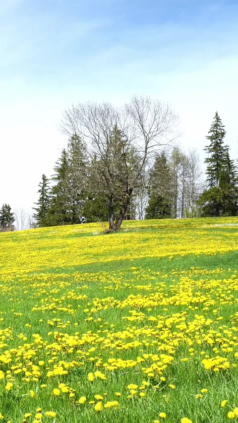 Experience the Calming Power of Spring with a Timelapse of Lush Meadows, Vibr Stock Footage 309226057