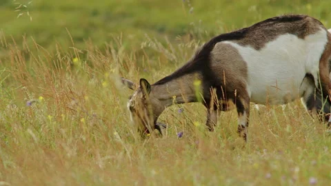 Experience the captivating allure of the alpine wilderness as an Ibex, a Stock Footage 248205100