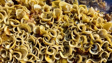 Experience the captivating and unique underwater marine life showcasing spiraled Stock Footage 308387829