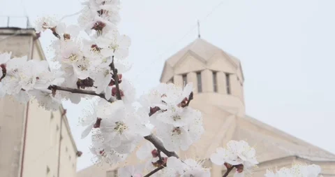 Experience the captivating arrival of spring in Yerevan, Armenia, as vibrant Video stock 252465573