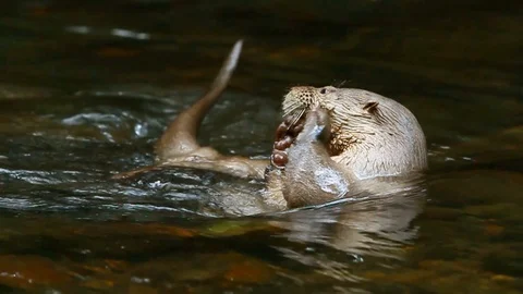 Experience the captivating sight of a hungry river otter indulging in a Stock Footage 128434492