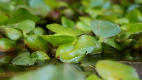 Experience the captivating sight of a red eared slider turtle emerging Stock Footage 128430607