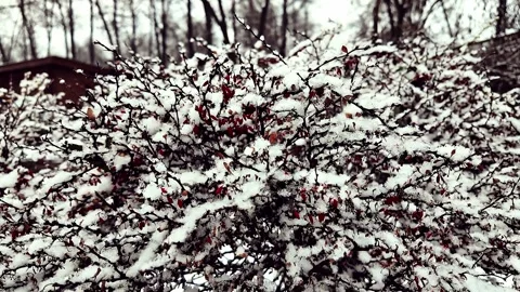 Experience a captivating Winter Wonderland featuring snowcovered berries amidst Stock Footage 323610988