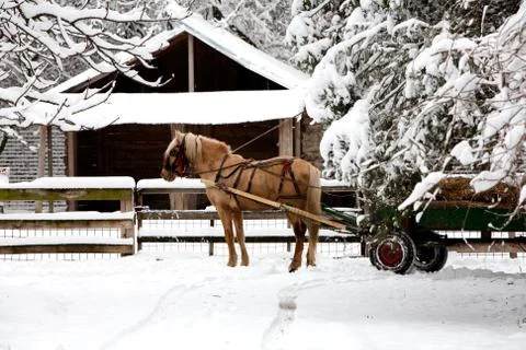 Experience the charm of a horse drawn cart amidst a picturesque winter Stock Photos