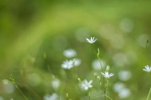 Experience the delicate allure of small white meadow flowers in a soft focus, Stock Photos