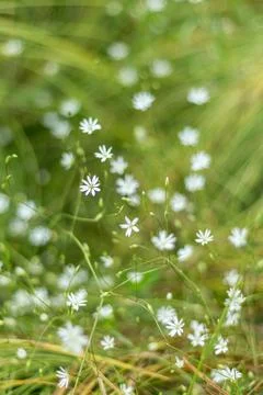 Experience the delicate allure of small white meadow flowers in a soft focus, Foto stock