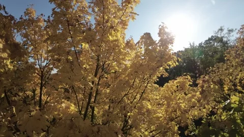 Experience the Enchanting Fall Foliage in the Park - A Relaxing Walk Through Video stock 289047871
