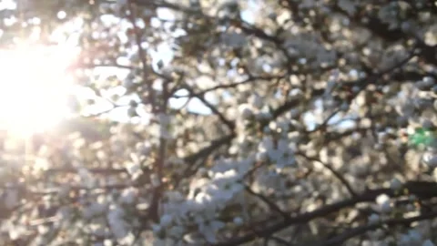 Experience the enchanting sight of cherry blossoms as they burst into vibrant Stock Footage 292753367