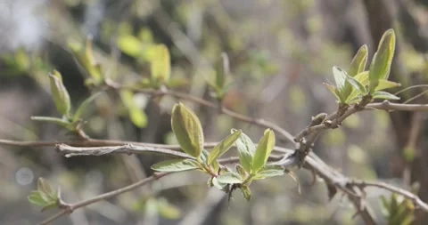 Experience the essence of spring as the first leaves gently unfurl against a Stock Footage 252466490