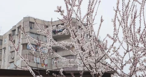 Experience the exquisite arrival of spring in the heart of Yerevan, Armenia Stock Footage 252466355