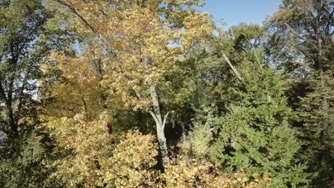 Experience the Fall Foliage from Above A Breathtaking Drone Tour of Autumn Stock Footage 289051263