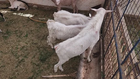 Experience a flock of fluffy Angora goats grazing in a rustic farmyard Stock Footage 322190319