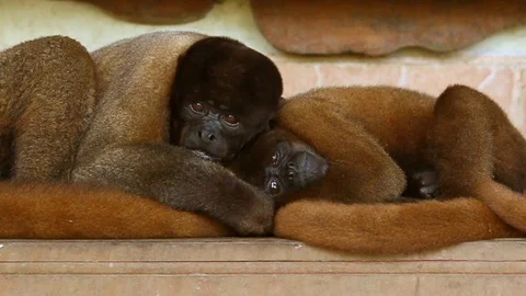 Experience a heartwarming love scene between two adult woolly monkeys,as they Vídeo Stock 128434488