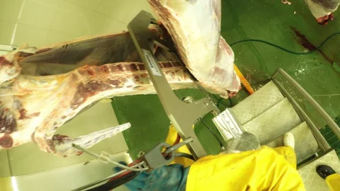 Experience the intense action of a butcher using an electric saw on a cattle Video stock 128448303