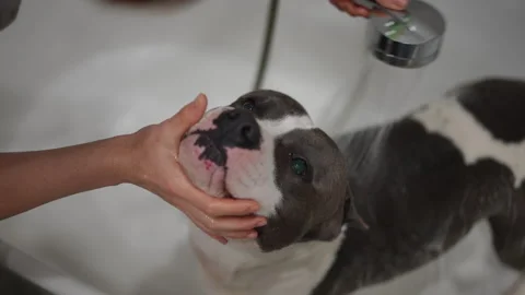 Experience the joy of dog bathing both sponging methods and various showering  스톡 동영상 301439362