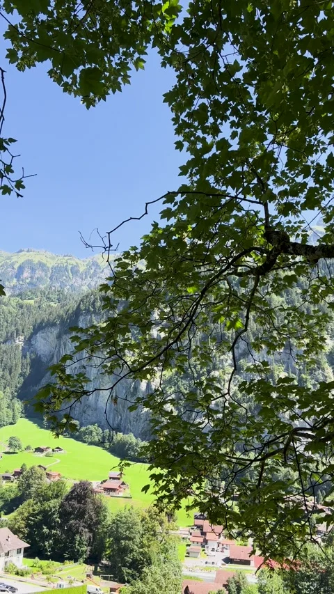 Experience a Lush and Breathtaking Canopy View Through Tree Branches in Natures Stock Footage 304780265