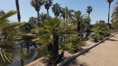 Experience a Lush Palm Oasis Featuring a Tranquil Waterway Surrounded by Bright Stock Footage 307611158