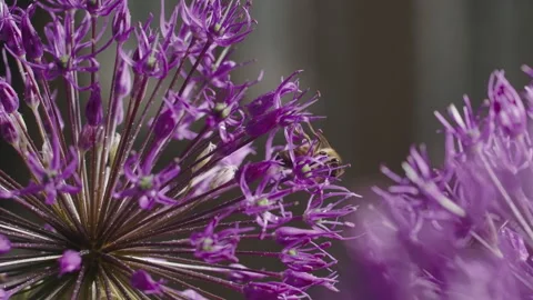 Experience the magic of nature as bees, buzzing amidst blooming rapeseed, gather Vídeos de archivo 244636626