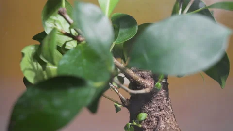 Experience the magic of nature with this enchanting video of an ecosystem in a Stock Footage 239744166